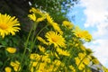 Doronicum orientale yellow flower close up on blue sky with clouds background. Also known as leopard`s bane flowers. Royalty Free Stock Photo