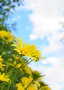 Doronicum orientale yellow flower close up on blue sky with clouds background. Also known as leopard`s bane flowers. Royalty Free Stock Photo