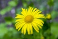 Doronicum orientale yellow flower in the garden in spring in bloom Royalty Free Stock Photo