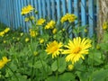 Doronicum - the perfect plant for the spring garden