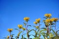 Doronicum plantagineum the plantain-leaved leopard`s-bane or plantain false leopardbane blooming flowers on bright blue sky Royalty Free Stock Photo