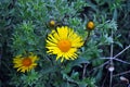 Doronicum plantagineum the plantain-leaved leopard`s-bane or plantain false leopardbane blooming flowers and buds on green grass