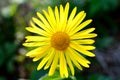 Doronicum