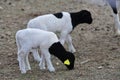 Two Dorper Hair sheep lambs Royalty Free Stock Photo