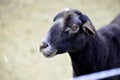 Dorper hair sheep showing smooth coat