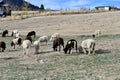 Dorper Sheep in spring pasture Royalty Free Stock Photo