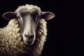 Dorper sheep on black background. ai generative Royalty Free Stock Photo