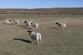 Dorper sheep on a Karoo farm