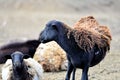 Dorper Sheep losing its winter hair