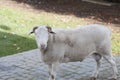 Dorper white headed ram looking at camera with curled horns