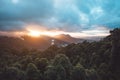 Rainforest of Dorrigo National Park, New South Wales, Australia