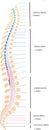 Dorsal backbone of human vertebral column