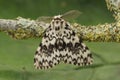 Dorsal Closeup on the black arches or nun moth, Lymantria monacha, sitting on a twig