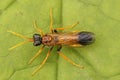 Dorsal closeup on the black and orange colored sawfly,Tenthredo campestris, sitting on a green leaf