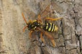 Dorsal closeup on a black and white female gooden's nomad bee, Nomada goodeniana with open wings