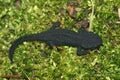 Dorsal closeup on a captive bred juvenile of the critically endangered Japanese Anderson`s newt Echinotriton andersoni