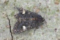 Dorsal closeup on a Dot moth, Melanchra persicariae sitting on wood in the garden