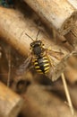 Dorsal closeup on a female European wool carder bee, Anthidium manicatum on a bamboo stick