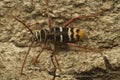 Dorsal closeup on a female of a rare and colorful longhorn beetle, Plagionotus detritus