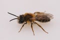 Closeup on a hairy male Banded Mining bee, Andrena gravida on a white background Royalty Free Stock Photo