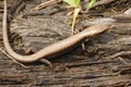 Dorsal closeup on a juvenile North American Southern alligator lizard, Elgaria multicarinata, on wood