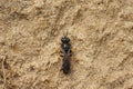 Dorsal closeup on the small shield digger wasp, Crabro scutellatus sitting on the ground