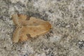 Dorsal closeup on the yellow colored Bordered straw moth, Heliothis peltigera sitting on stone