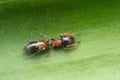 Dorsal of Female Ant mimic spider, Myrmarachne formicaria