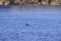 Dorsal fin of a bottlenose dolphin, Tursiops truncates, in the Atlantic ocean Royalty Free Stock Photo