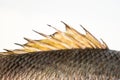 Dorsal fin fish back spine spikes close-up dragon sail