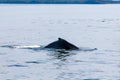 Dorsal fin of a Humpback whale surfacing in Alaska Royalty Free Stock Photo