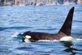 The dorsal fin of a killer whale is visible above the waters of the Pacific Ocean near the Kamchatka Peninsula, Russia Royalty Free Stock Photo