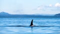 Dorsal fin of a killer whale (Orcinus orca) in the blue ocean