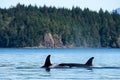 Dorsal fin of a killer whale (Orcinus orca) in the blue ocean