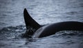 Dorsal Fin Of An Orca