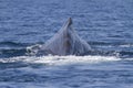 Dorsal finl of the sperm whale that dives into the waters Royalty Free Stock Photo