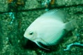 White angelfish are very beautiful