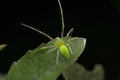 Dorsal of Green Lynx spider, Oxyopes species on tulasi leaf, Ocimum tenuiflorum, Satara, Royalty Free Stock Photo