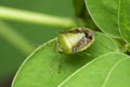 Dorsal Of Green Stink Bug, Chinavia Halaris, Satara, Maharashtra,