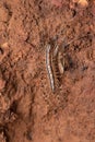 Dorsal of House centipede, Scutigera coleoptrata, Satara