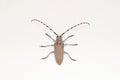 Dorsal of Long horn beetle, Batocera rufomaculata, Pune