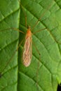 Dorsal of Orange crane fly, Nephrotoma appendiculata, Pune Royalty Free Stock Photo