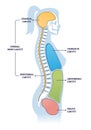 Dorsal and other body cavities cross section, outline illustration diagram