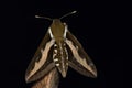 Bedstraw Hawk-moth (also Galium Sphinx), Belgium Royalty Free Stock Photo