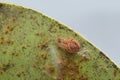 Dorsal of Red orb weaver, Neoscona nautica, Satara, Maharashtra