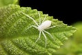 Dorsal of Running crab spider, Philodromus pratariae Satara, Maharashtra Royalty Free Stock Photo