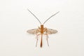 Dorsal of Short tailed Ichneumon wasp, Ophion luteus, Satara