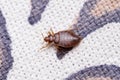 Dorsal shot of Bed bug, Cimex lectularius, Pune, Maharashtra Royalty Free Stock Photo