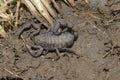 Dorsal side of Black scorpion - Hottentotta vinchu, new species Royalty Free Stock Photo