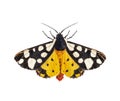 Dorsal side of a Cream-spot tiger moth, Arctia villica, Erebidae family, isolated on white